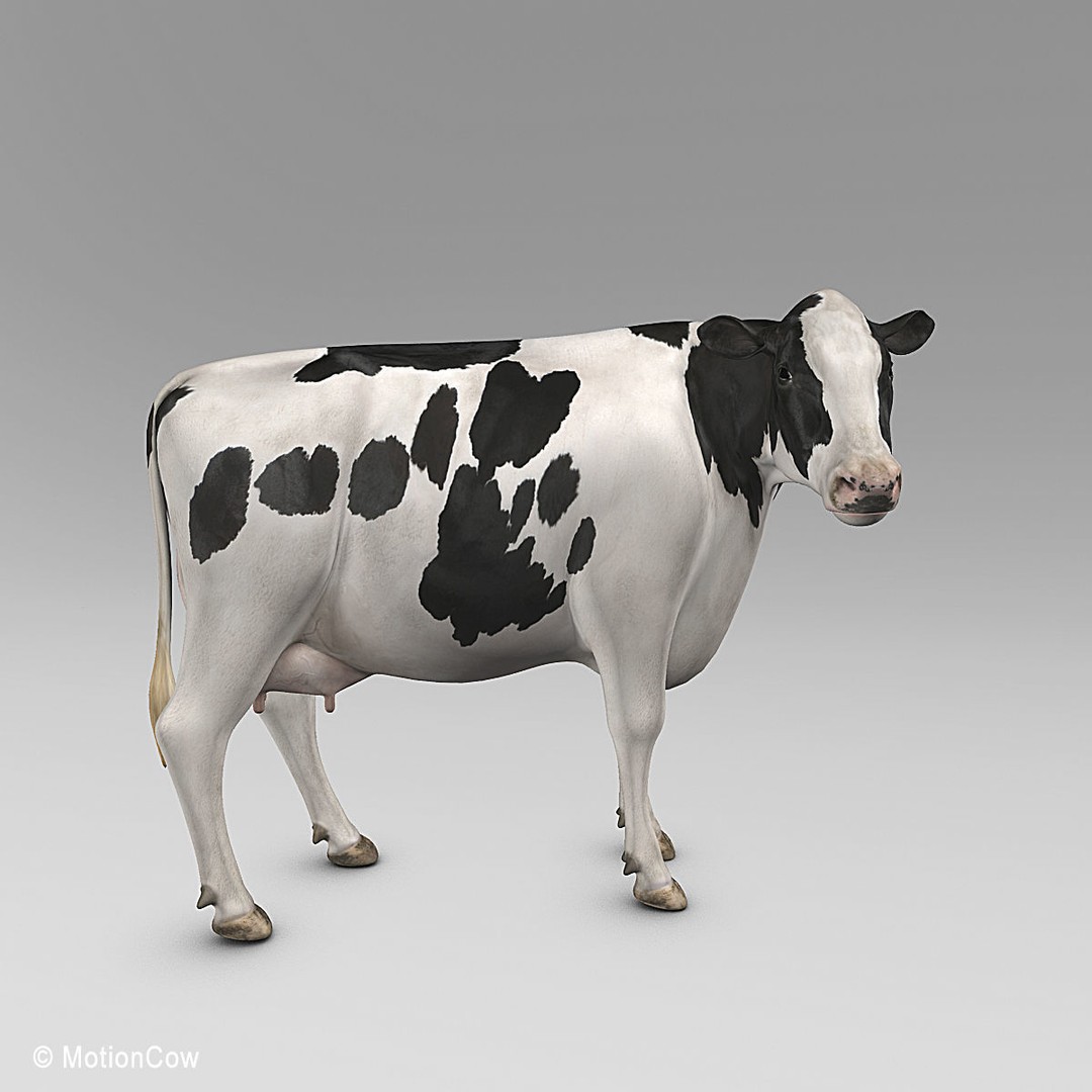 Holstein Cow 3D Model – Photo Realistic Rigged Asset, FBX - View 17