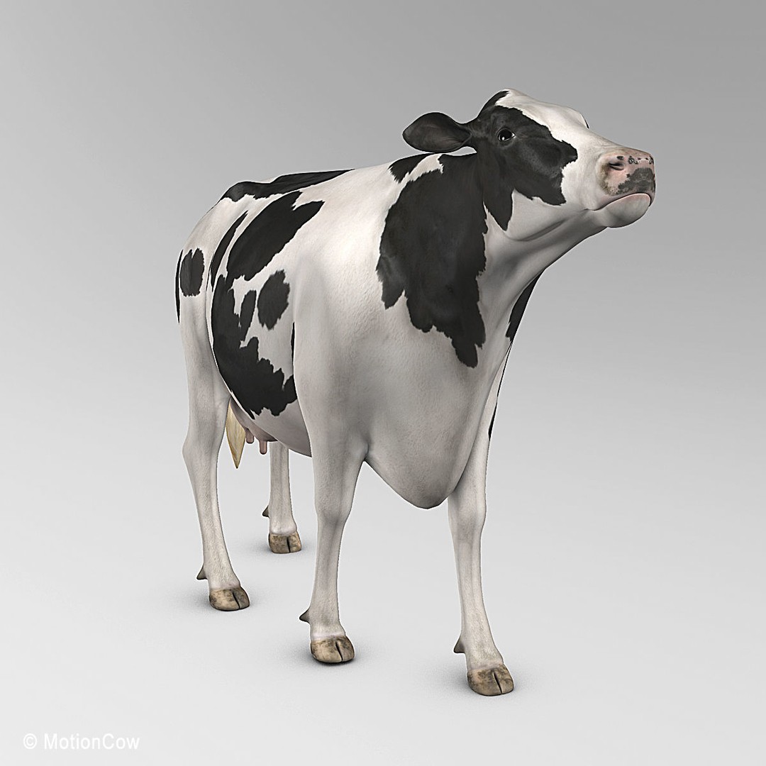 Holstein Cow 3D Model – Photo Realistic Rigged Asset, FBX - View 18