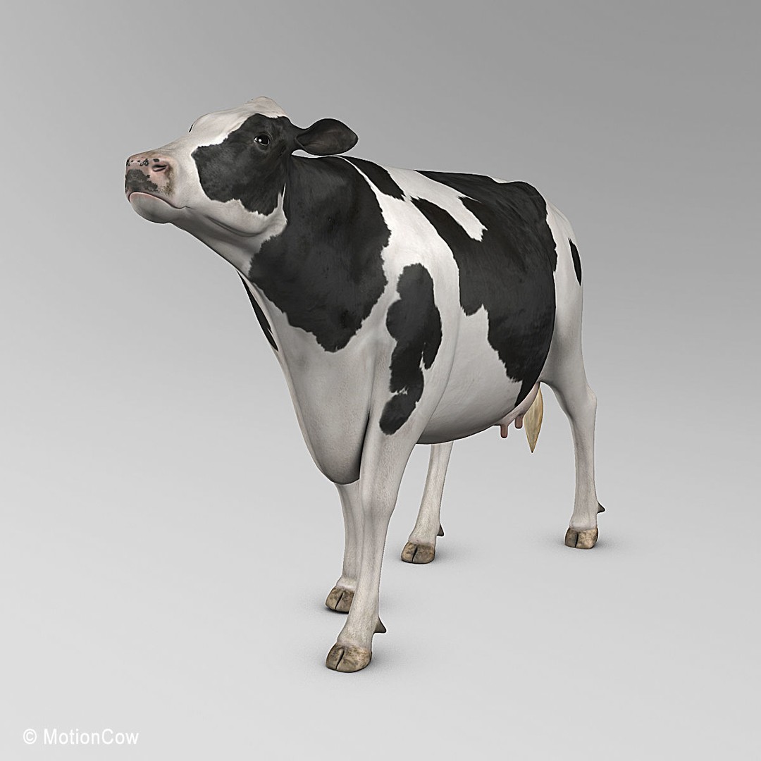 Holstein Cow 3D Model – Photo Realistic Rigged Asset, FBX - View 19