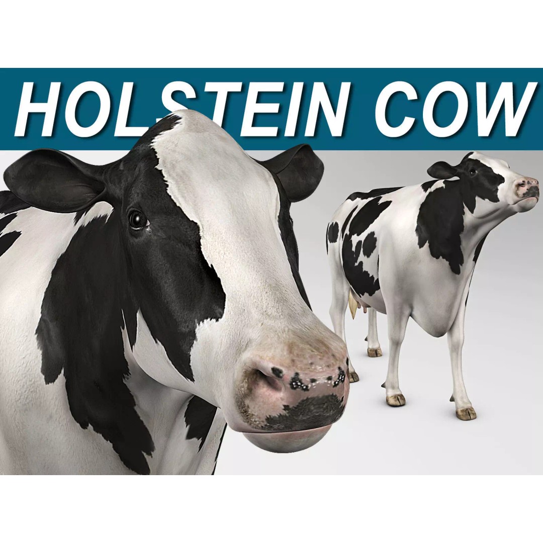 Holstein Cow 3D Model – Photo Realistic Rigged Asset, FBX - View 2