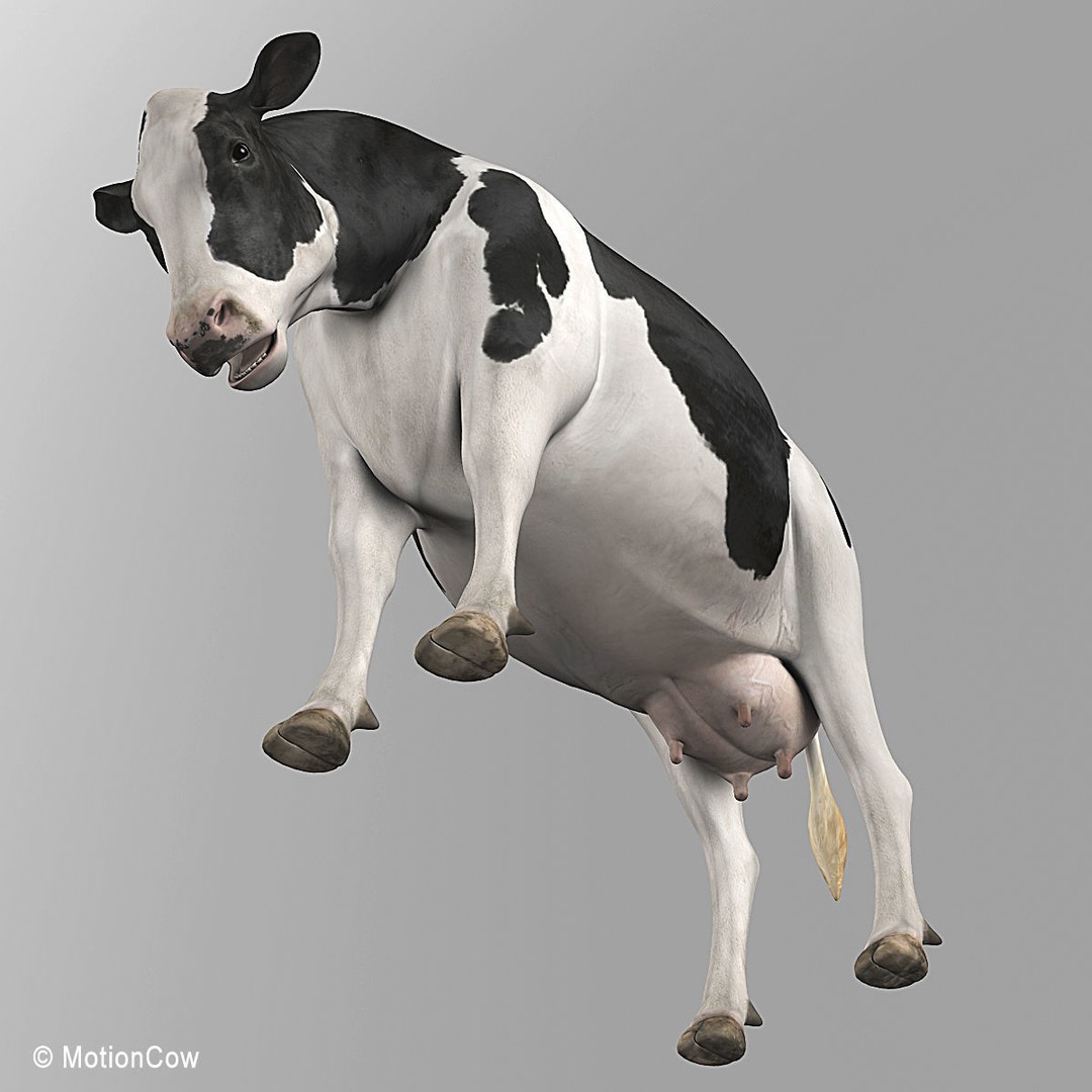 Holstein Cow 3D Model – Photo Realistic Rigged Asset, FBX - View 20
