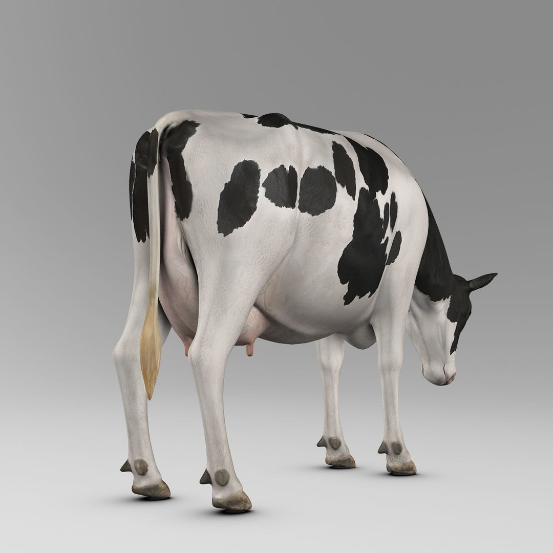Holstein Cow 3D Model – Photo Realistic Rigged Asset, FBX - View 21