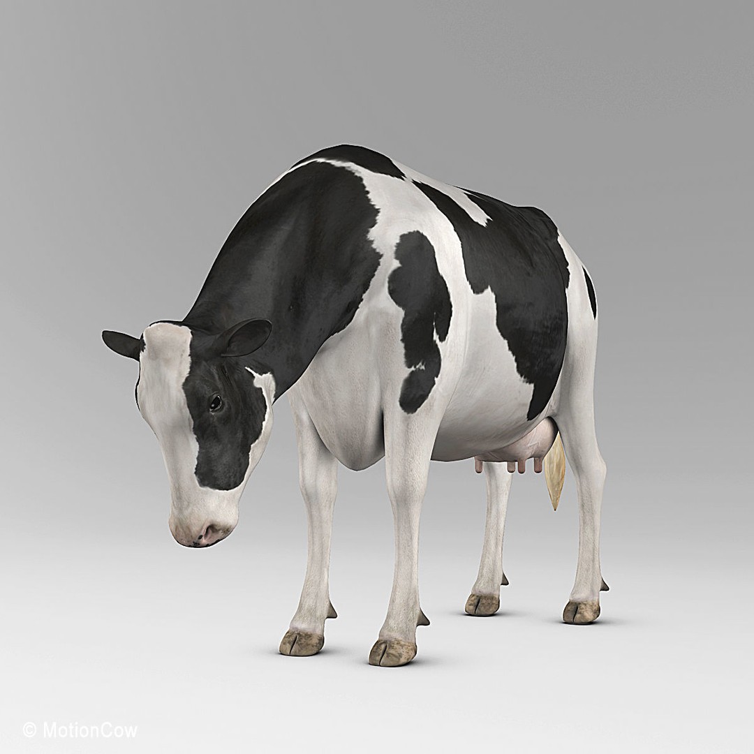 Holstein Cow 3D Model – Photo Realistic Rigged Asset, FBX - View 22