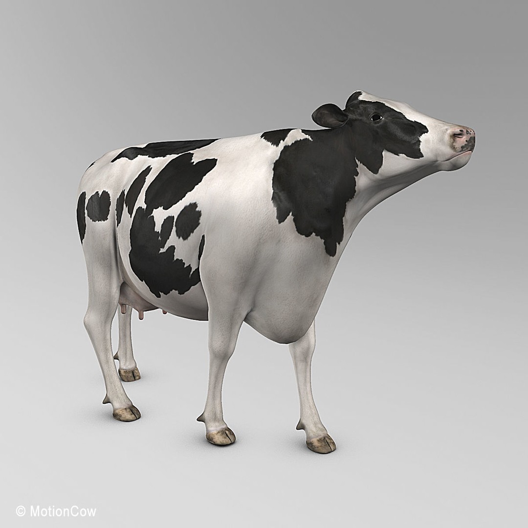 Holstein Cow 3D Model – Photo Realistic Rigged Asset, FBX - View 23