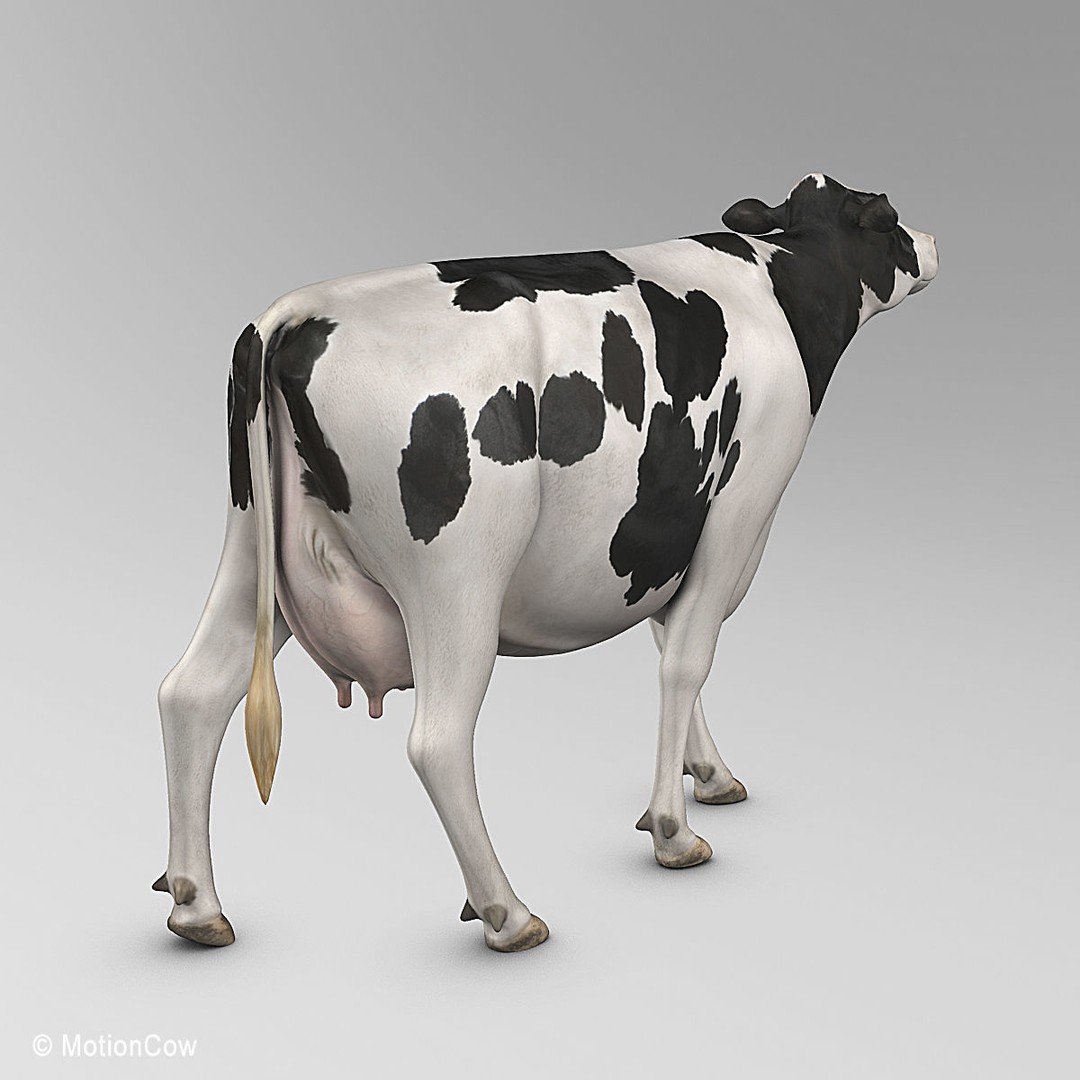 Holstein Cow 3D Model – Photo Realistic Rigged Asset, FBX - View 24