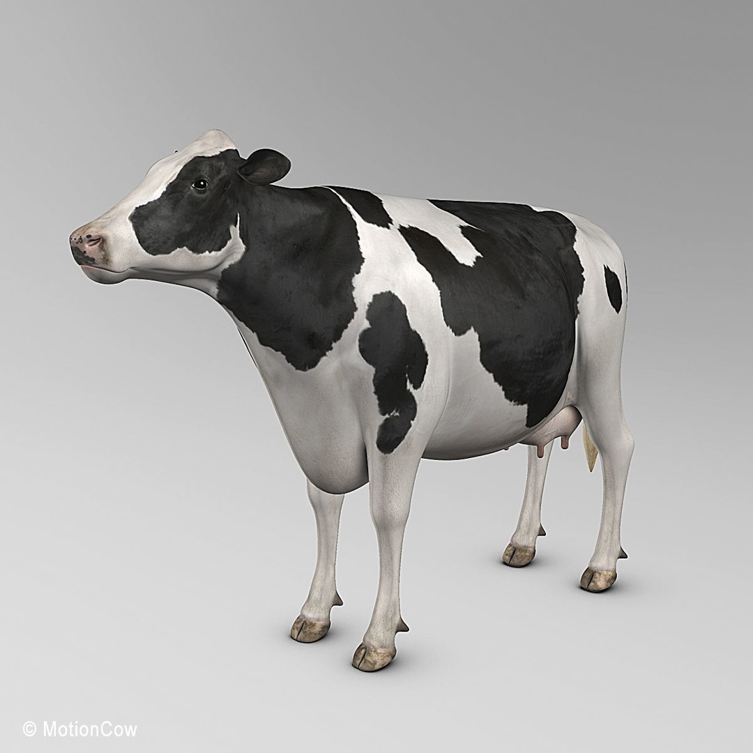 Holstein Cow 3D Model – Photo Realistic Rigged Asset, FBX - View 3
