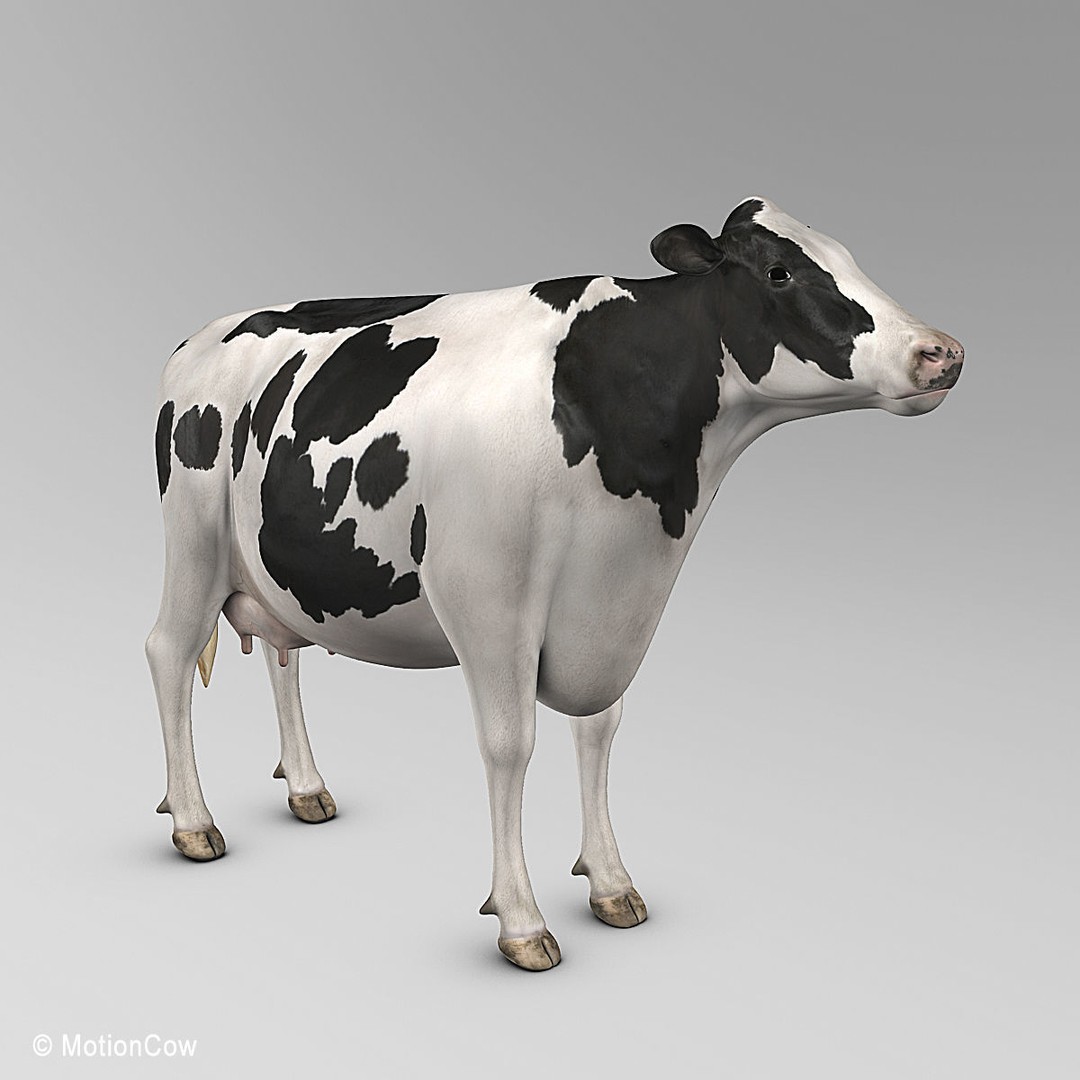 Holstein Cow 3D Model – Photo Realistic Rigged Asset, FBX - View 4