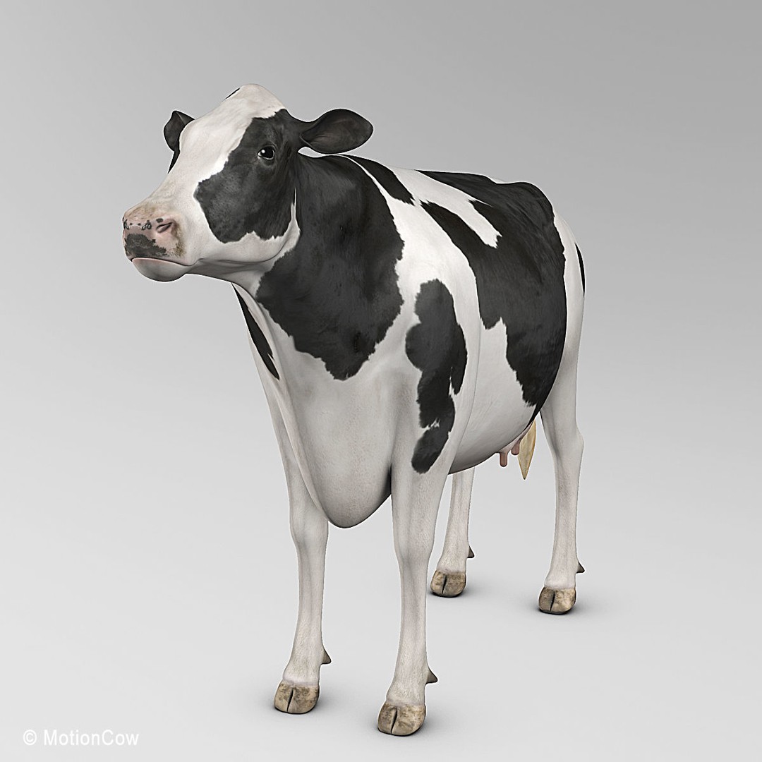 Holstein Cow 3D Model – Photo Realistic Rigged Asset, FBX - View 5