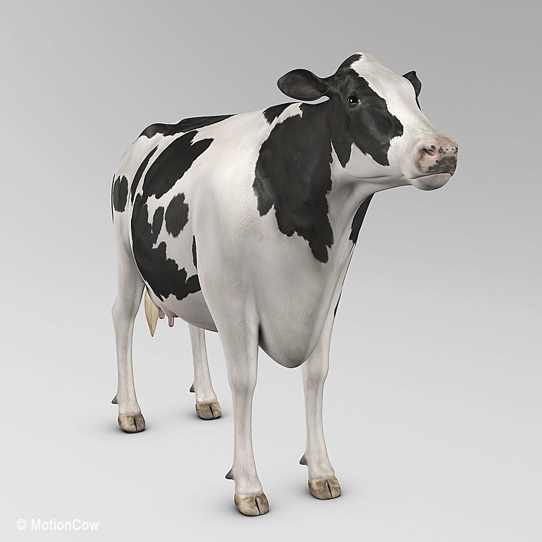 Holstein Cow 3D Model – Photo Realistic Rigged Asset, FBX - View 6