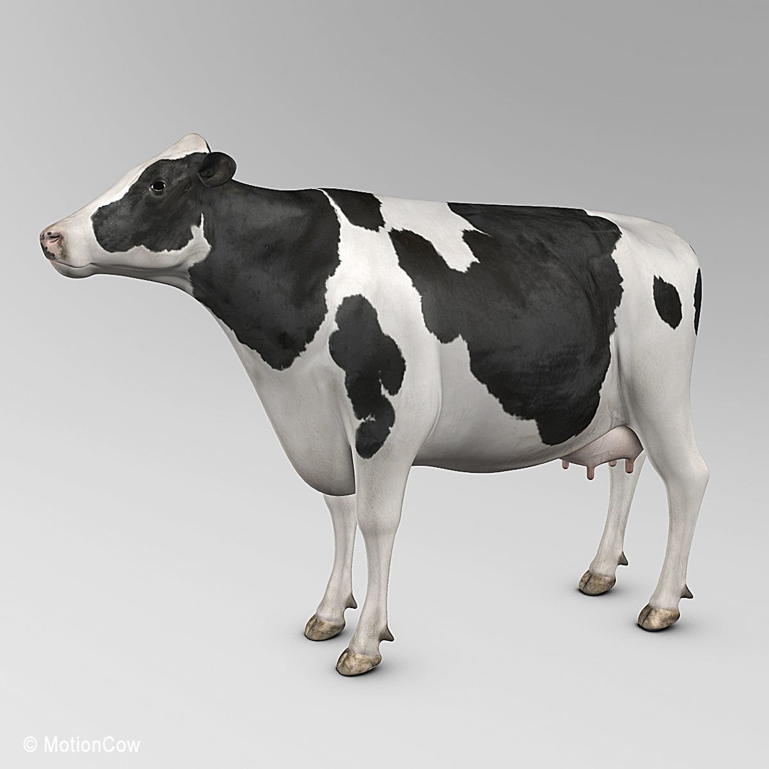 Holstein Cow 3D Model – Photo Realistic Rigged Asset, FBX - View 7
