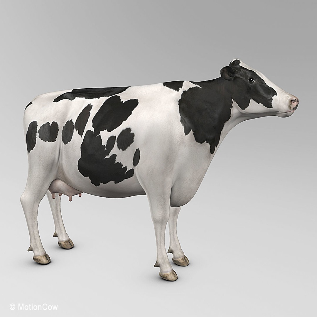 Holstein Cow 3D Model – Photo Realistic Rigged Asset, FBX - View 8