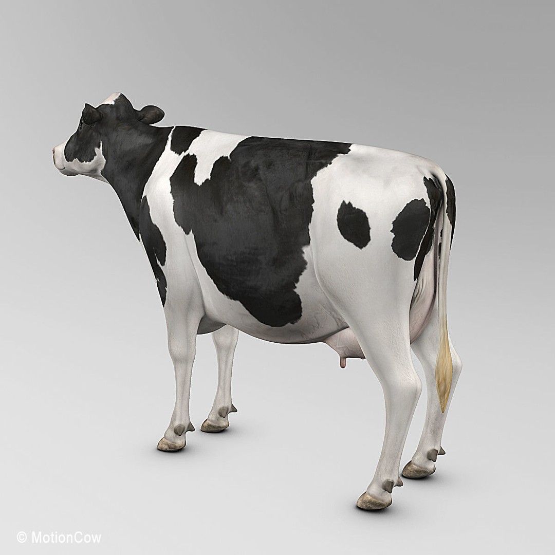 Holstein Cow 3D Model – Photo Realistic Rigged Asset, FBX - View 9