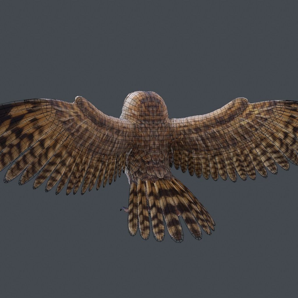 Barn Owl 3D Model – Low Poly Game Ready Asset, FBX, OBJ
