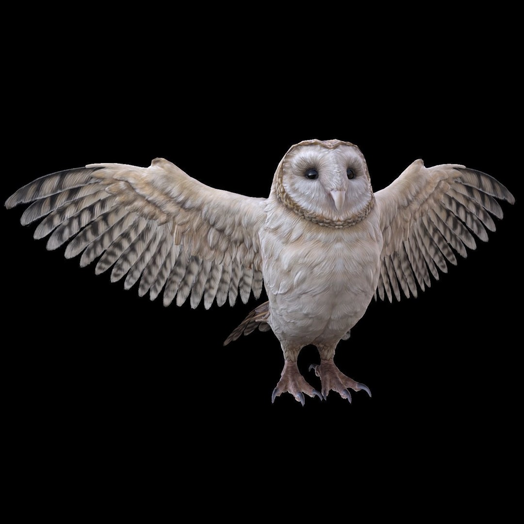 Barn Owl 3D Model – Low Poly Game Ready Asset, FBX, OBJ - View 10