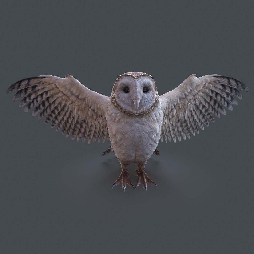 Barn Owl 3D Model – Low Poly Game Ready Asset, FBX, OBJ - View 11