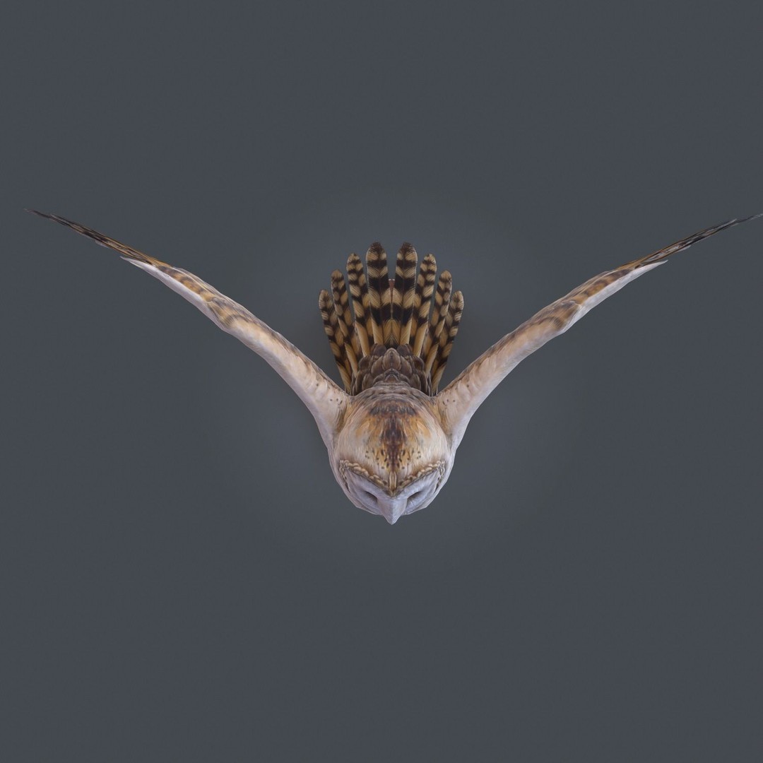 Barn Owl 3D Model – Low Poly Game Ready Asset, FBX, OBJ - View 12