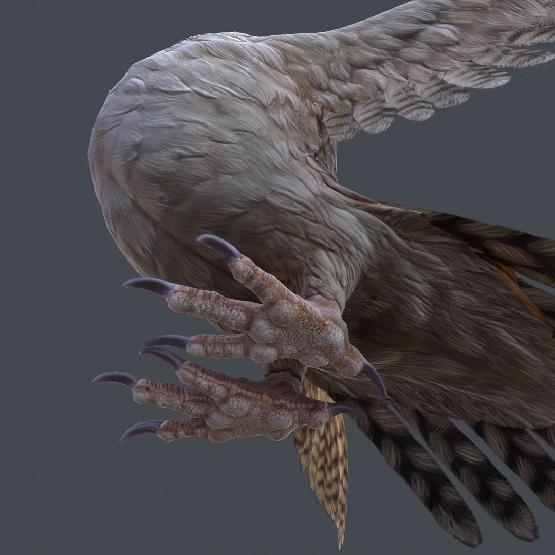 Barn Owl 3D Model – Low Poly Game Ready Asset, FBX, OBJ - View 14