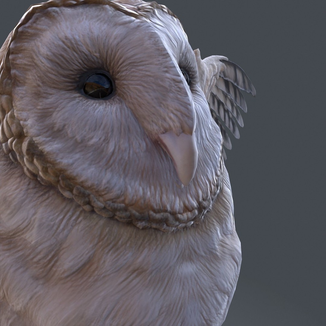 Barn Owl 3D Model – Low Poly Game Ready Asset, FBX, OBJ - View 15