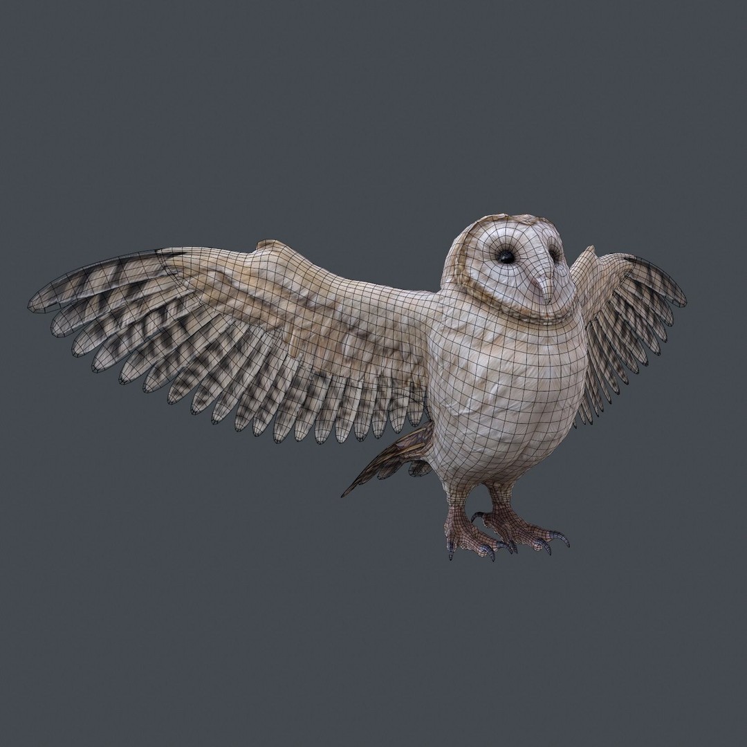 Barn Owl 3D Model – Low Poly Game Ready Asset, FBX, OBJ - View 16
