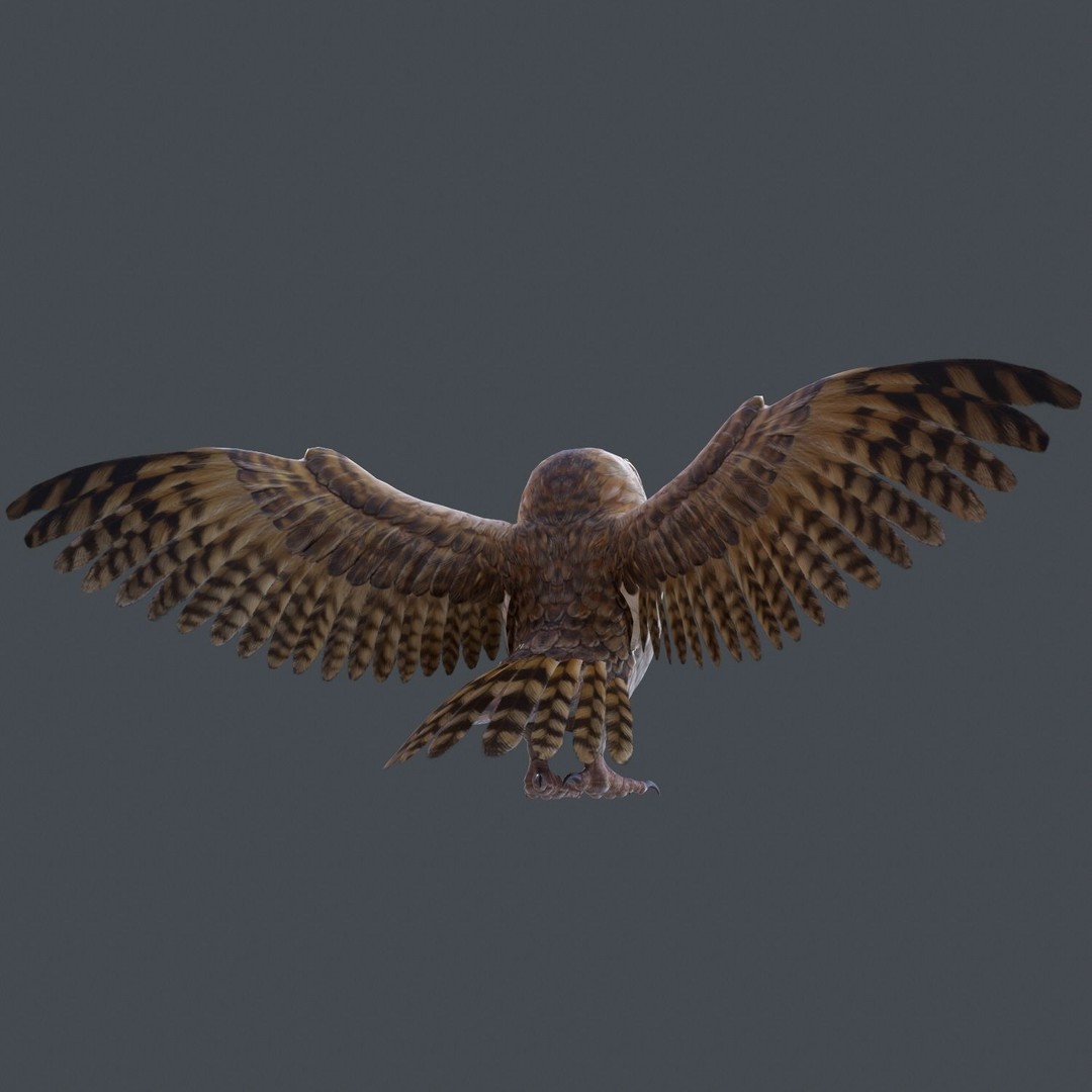 Barn Owl 3D Model – Low Poly Game Ready Asset, FBX, OBJ - View 17