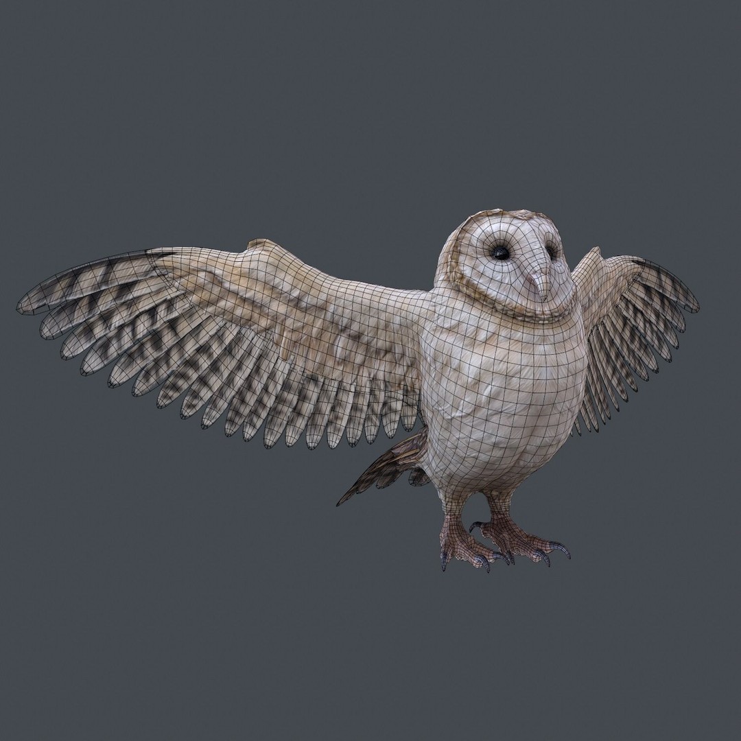 Barn Owl 3D Model – Low Poly Game Ready Asset, FBX, OBJ - View 18