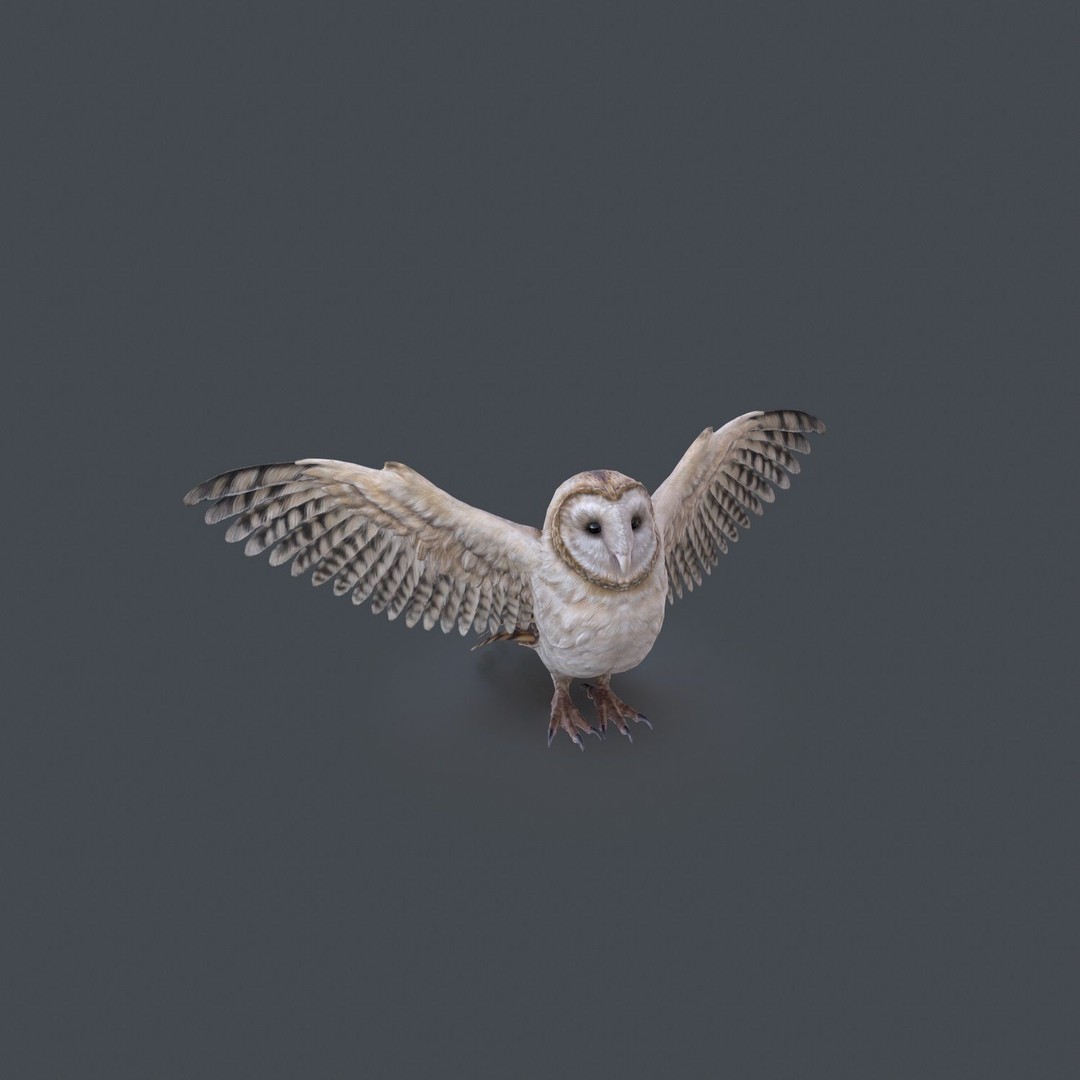 Barn Owl 3D Model – Low Poly Game Ready Asset, FBX, OBJ - View 19