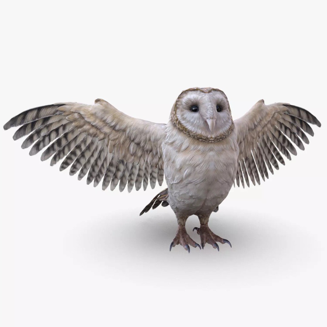 Barn Owl 3D Model – Low Poly Game Ready Asset, FBX, OBJ - View 2