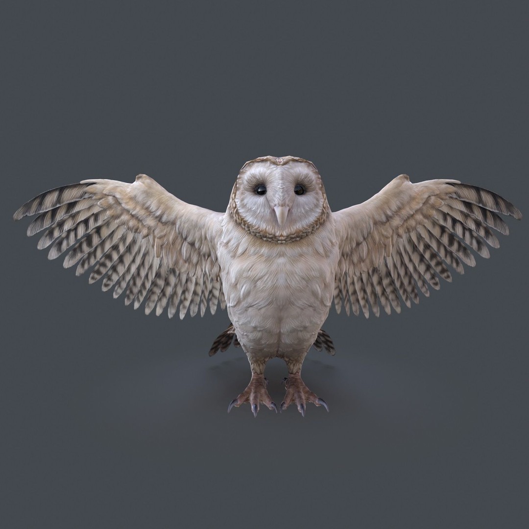Barn Owl 3D Model – Low Poly Game Ready Asset, FBX, OBJ - View 20