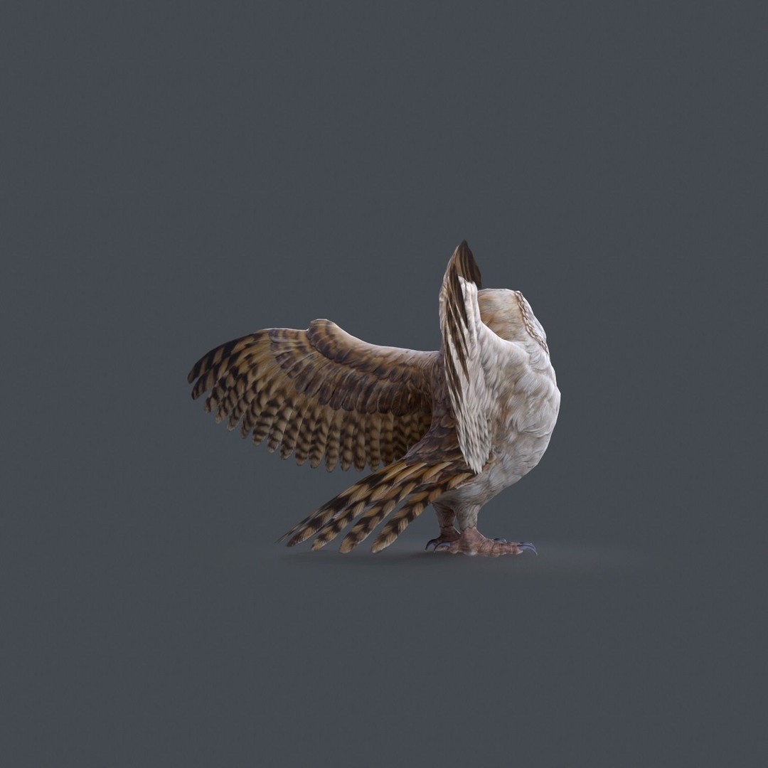 Barn Owl 3D Model – Low Poly Game Ready Asset, FBX, OBJ - View 21