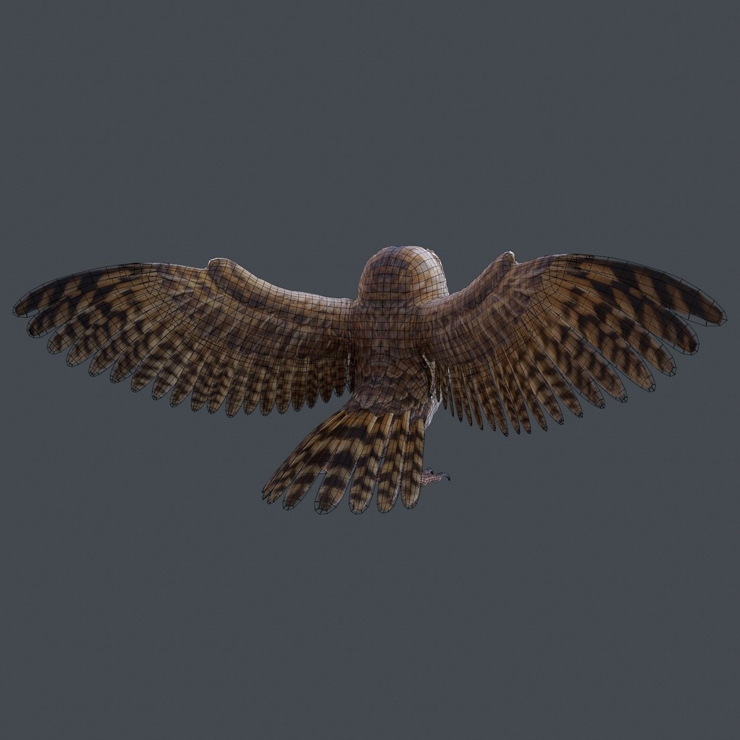 Barn Owl 3D Model – Low Poly Game Ready Asset, FBX, OBJ - View 22