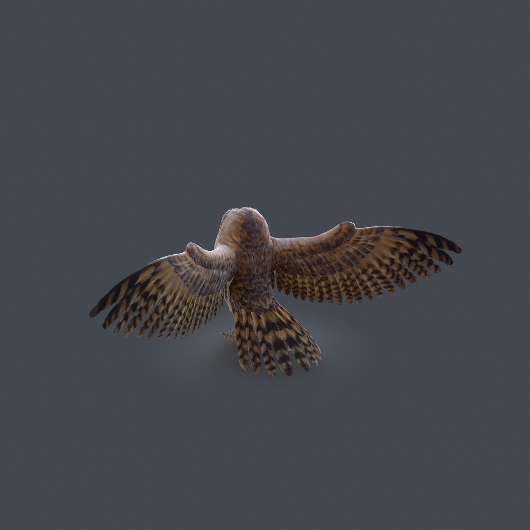 Barn Owl 3D Model – Low Poly Game Ready Asset, FBX, OBJ - View 23