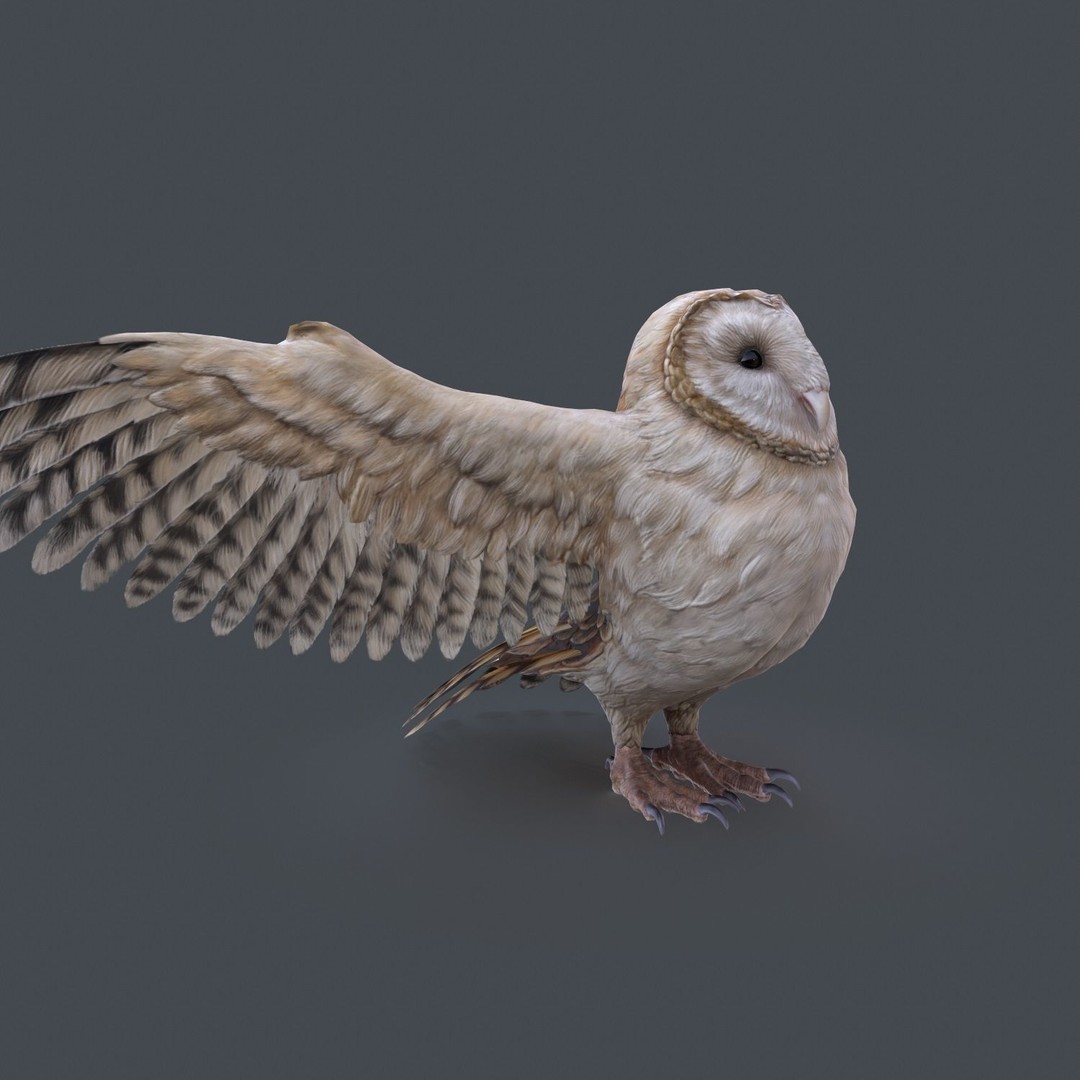 Barn Owl 3D Model – Low Poly Game Ready Asset, FBX, OBJ - View 3
