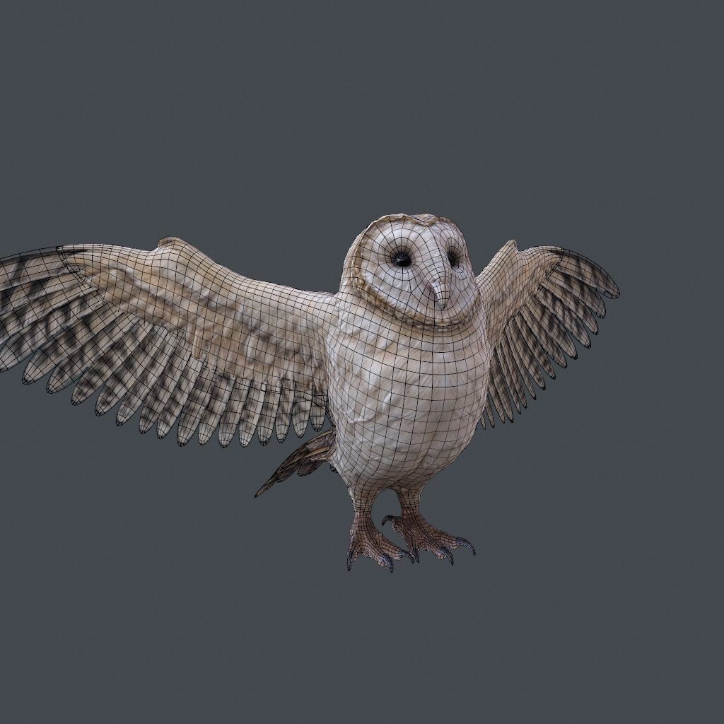 Barn Owl 3D Model – Low Poly Game Ready Asset, FBX, OBJ - View 5