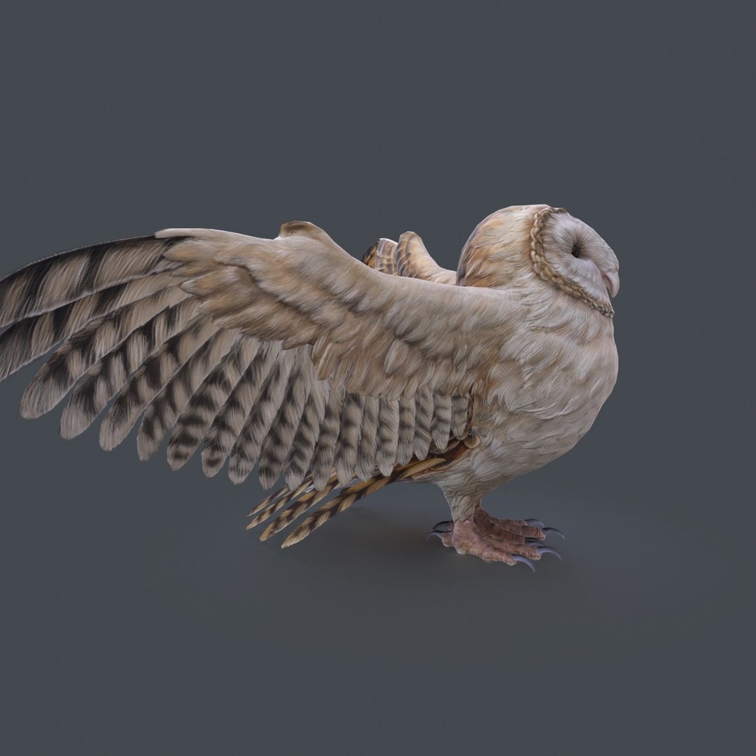 Barn Owl 3D Model – Low Poly Game Ready Asset, FBX, OBJ - View 7