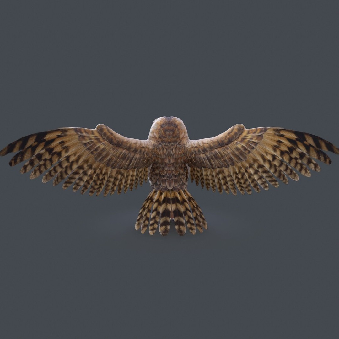 Barn Owl 3D Model – Low Poly Game Ready Asset, FBX, OBJ - View 8