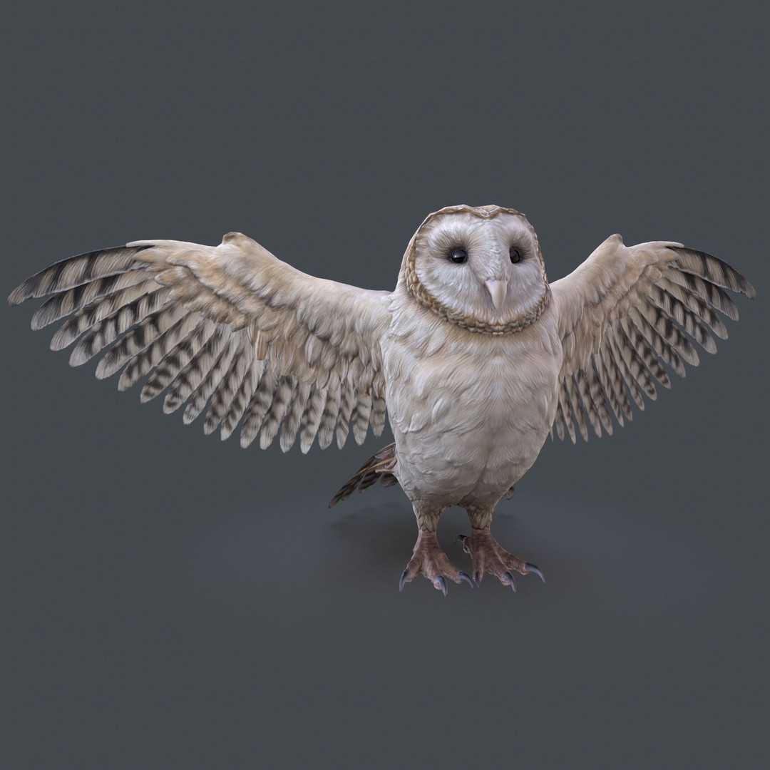 Barn Owl 3D Model – Low Poly Game Ready Asset, FBX, OBJ - View 9