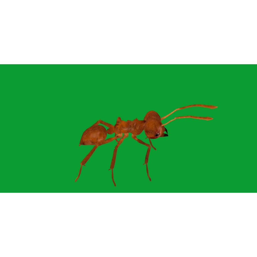 Leafcutter Ant 3D Model – Low Poly Game Asset, Rigged, FBX, PBR - View 14