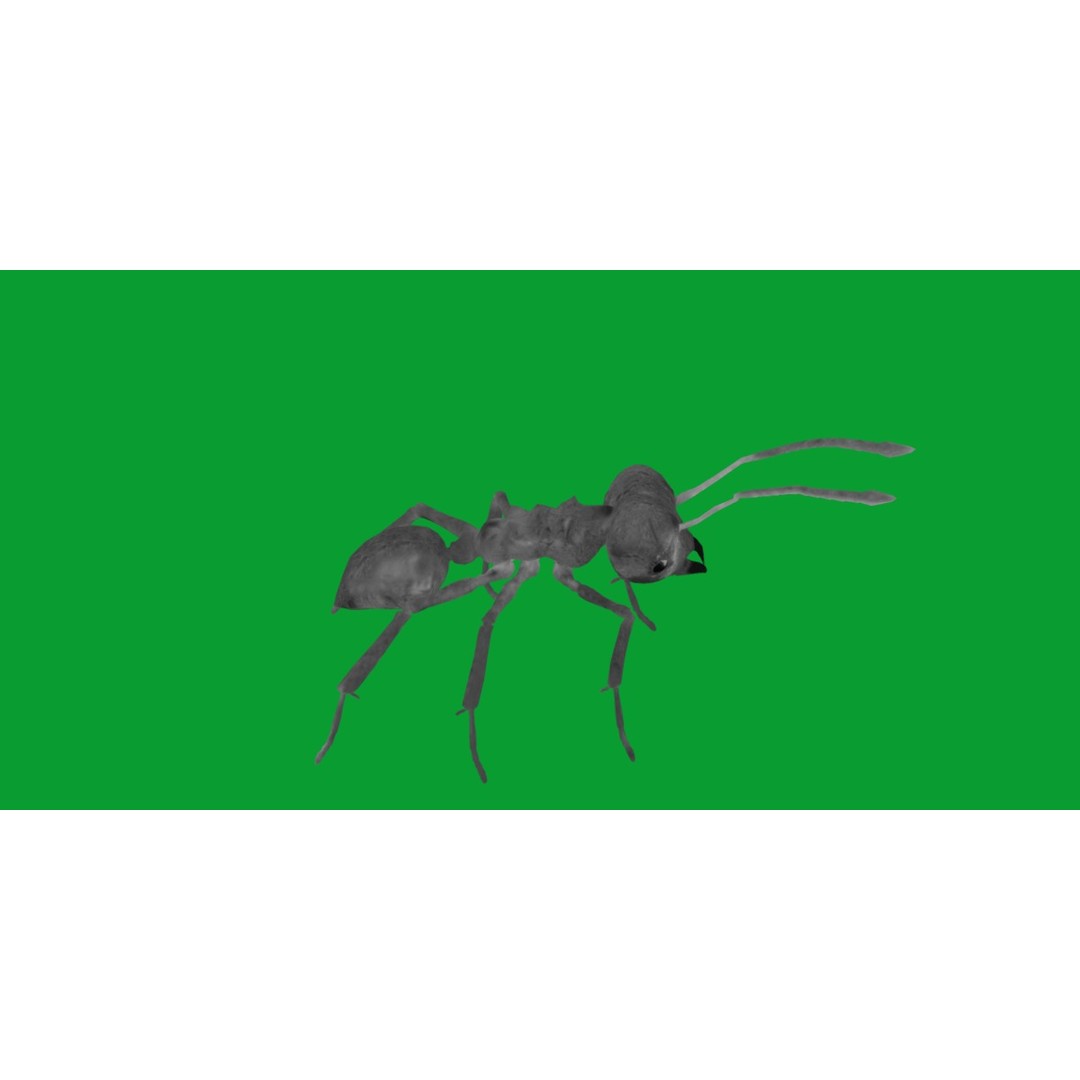 Leafcutter Ant 3D Model – Low Poly Game Asset, Rigged, FBX, PBR - View 15