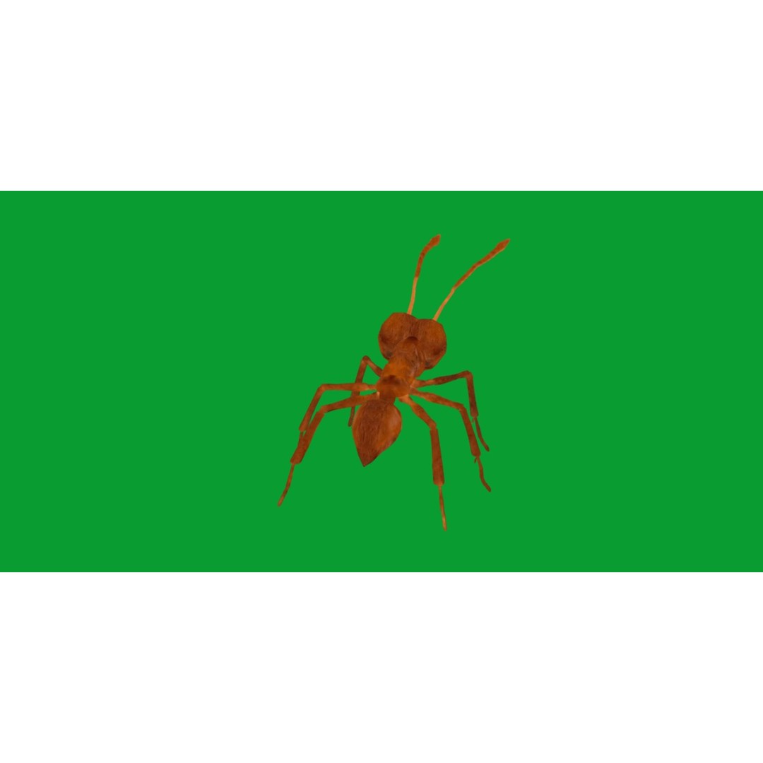 Leafcutter Ant 3D Model – Low Poly Game Asset, Rigged, FBX, PBR - View 28