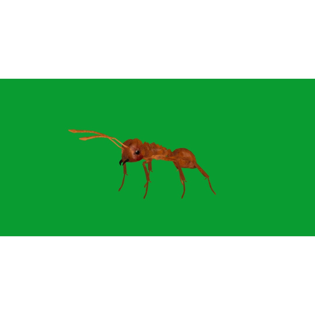 Leafcutter Ant 3D Model – Low Poly Game Asset, Rigged, FBX, PBR - View 29