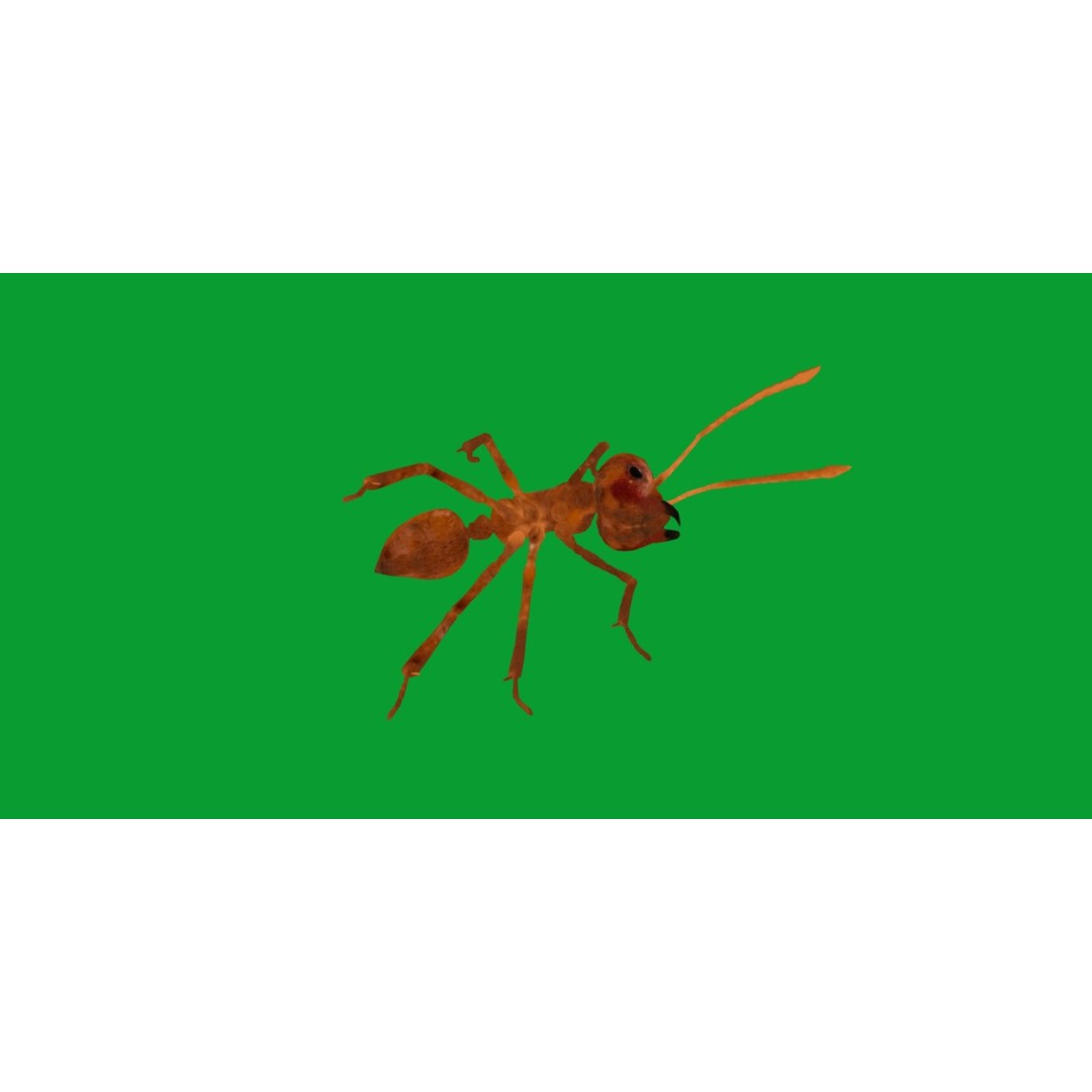 Leafcutter Ant 3D Model – Low Poly Game Asset, Rigged, FBX, PBR - View 30