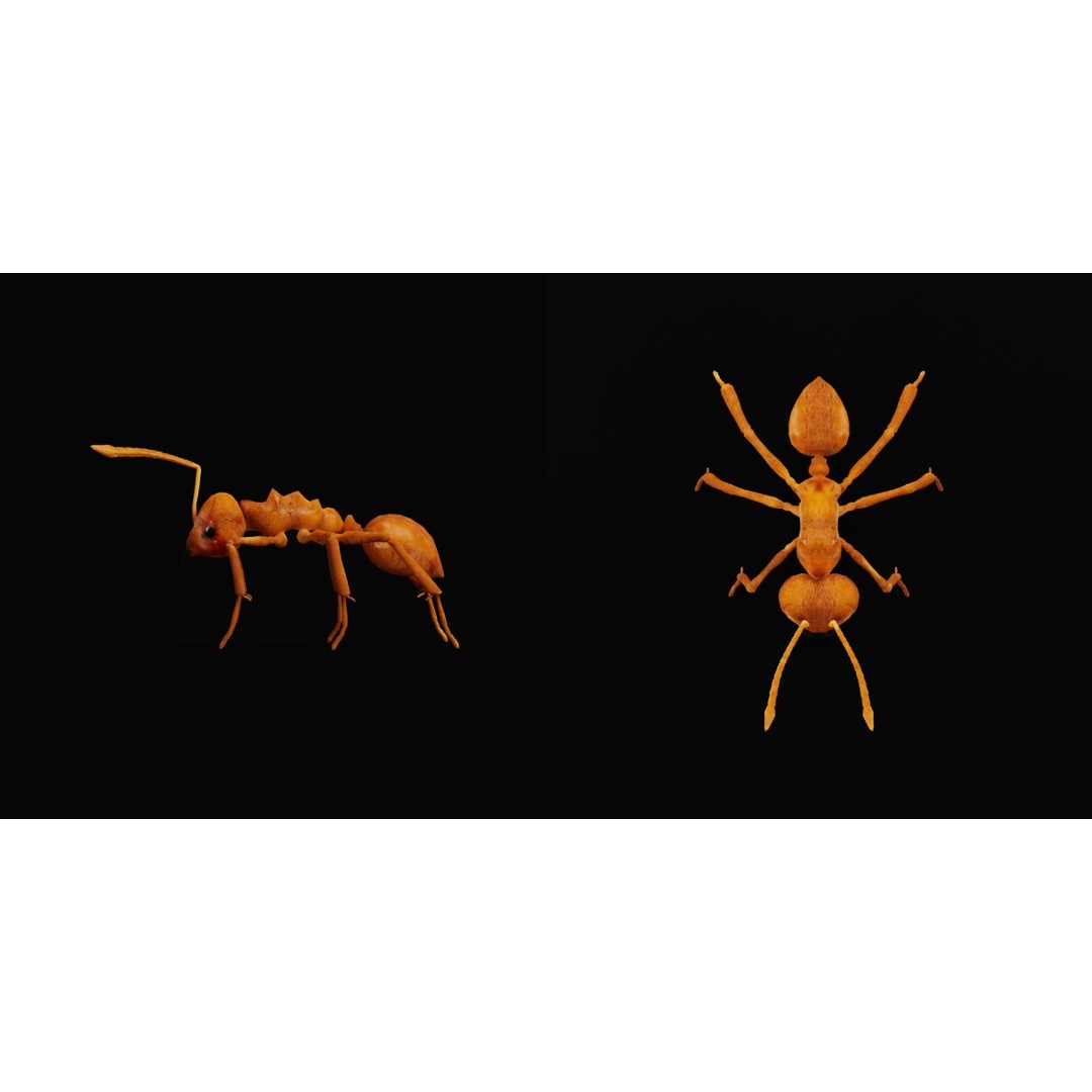 Leafcutter Ant 3D Model – Low Poly Game Asset, Rigged, FBX, PBR - View 31
