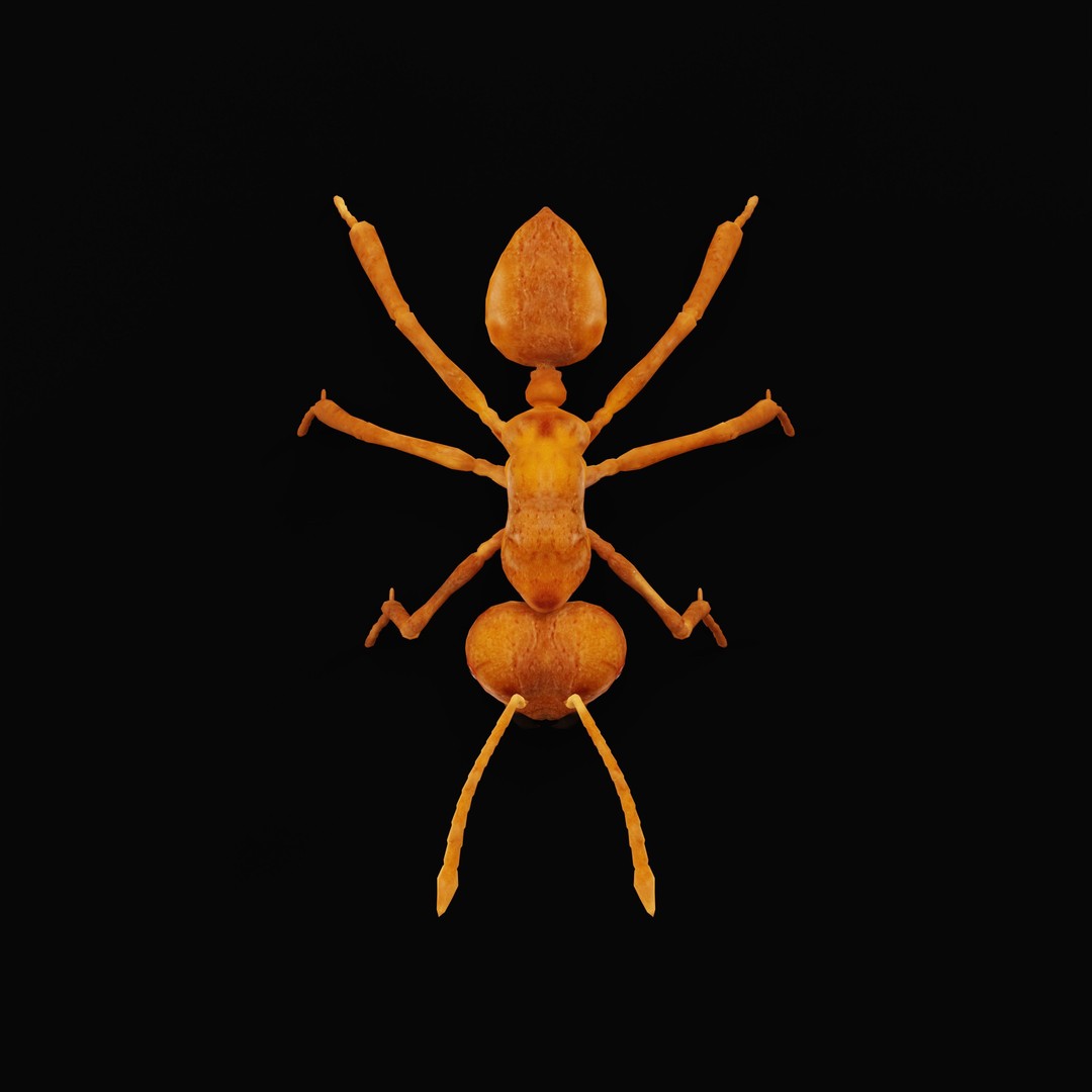 Leafcutter Ant 3D Model – Low Poly Game Asset, Rigged, FBX, PBR - View 37