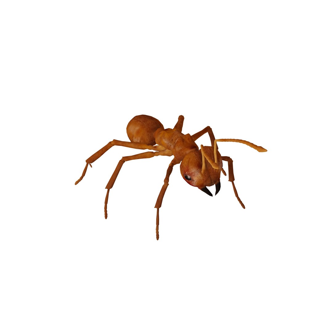 Leafcutter Ant 3D Model – Low Poly Game Asset, Rigged, FBX, PBR - View 8