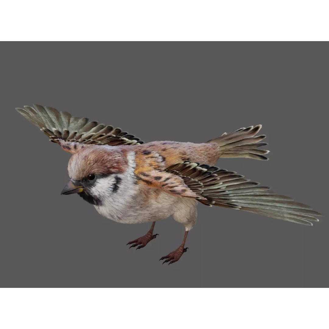 Sparrow Bird 3D Model – Rigged Animal Asset, FBX, OBJ - View 2