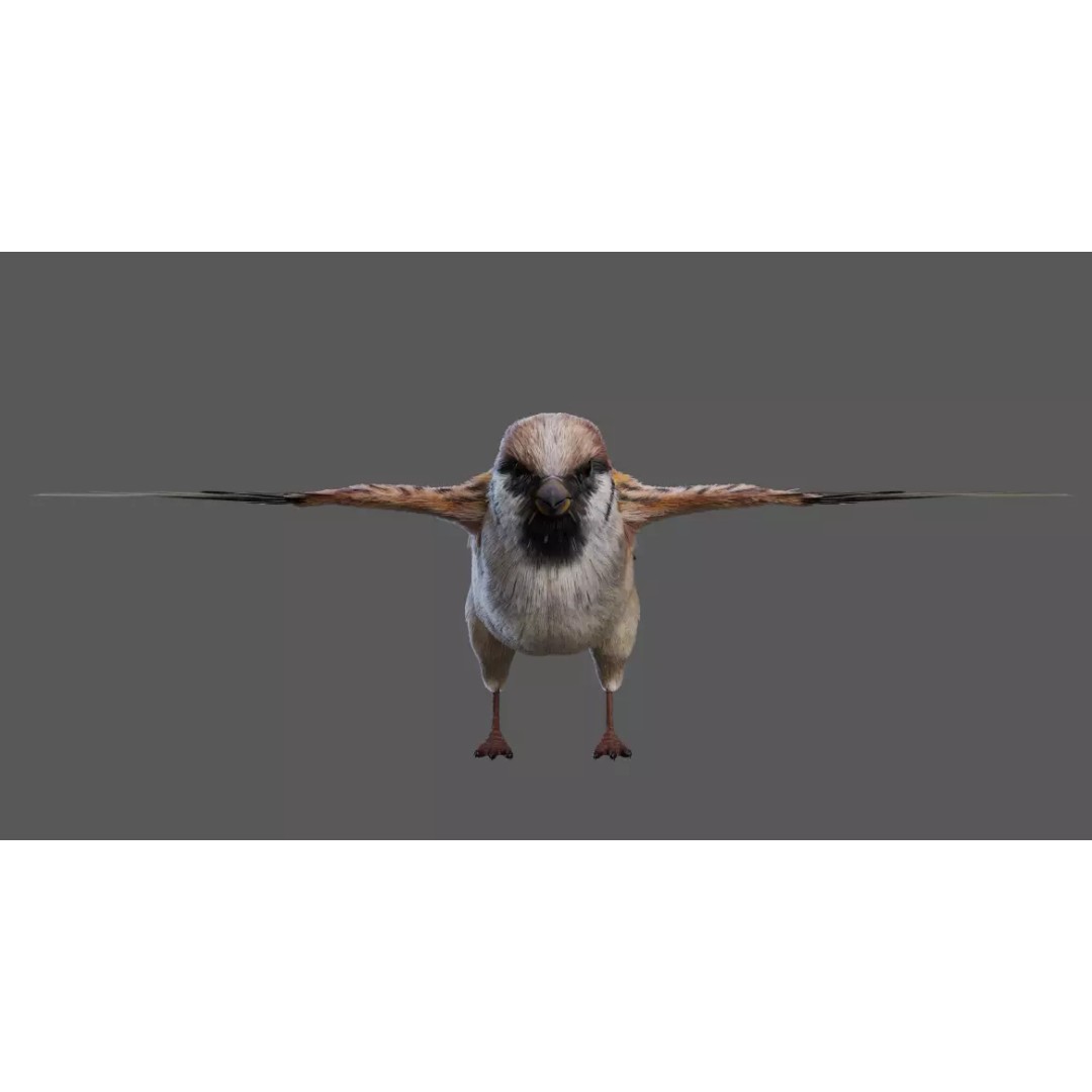 Sparrow Bird 3D Model – Rigged Animal Asset, FBX, OBJ - View 3