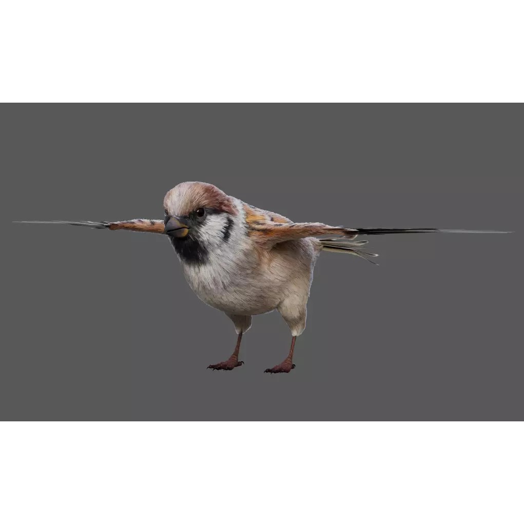 Sparrow Bird 3D Model – Rigged Animal Asset, FBX, OBJ - View 4