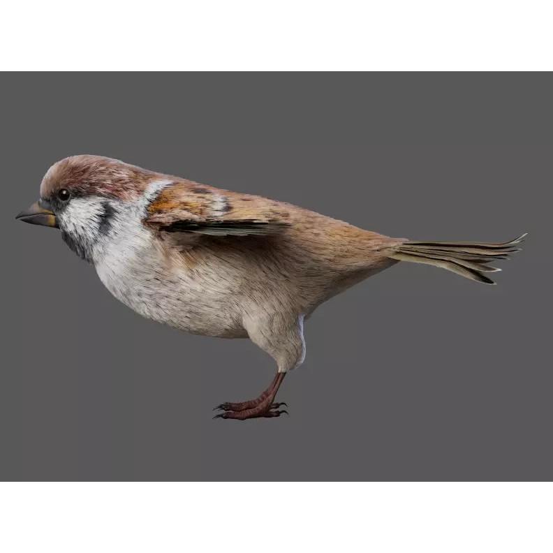 Sparrow Bird 3D Model – Rigged Animal Asset, FBX, OBJ - View 5