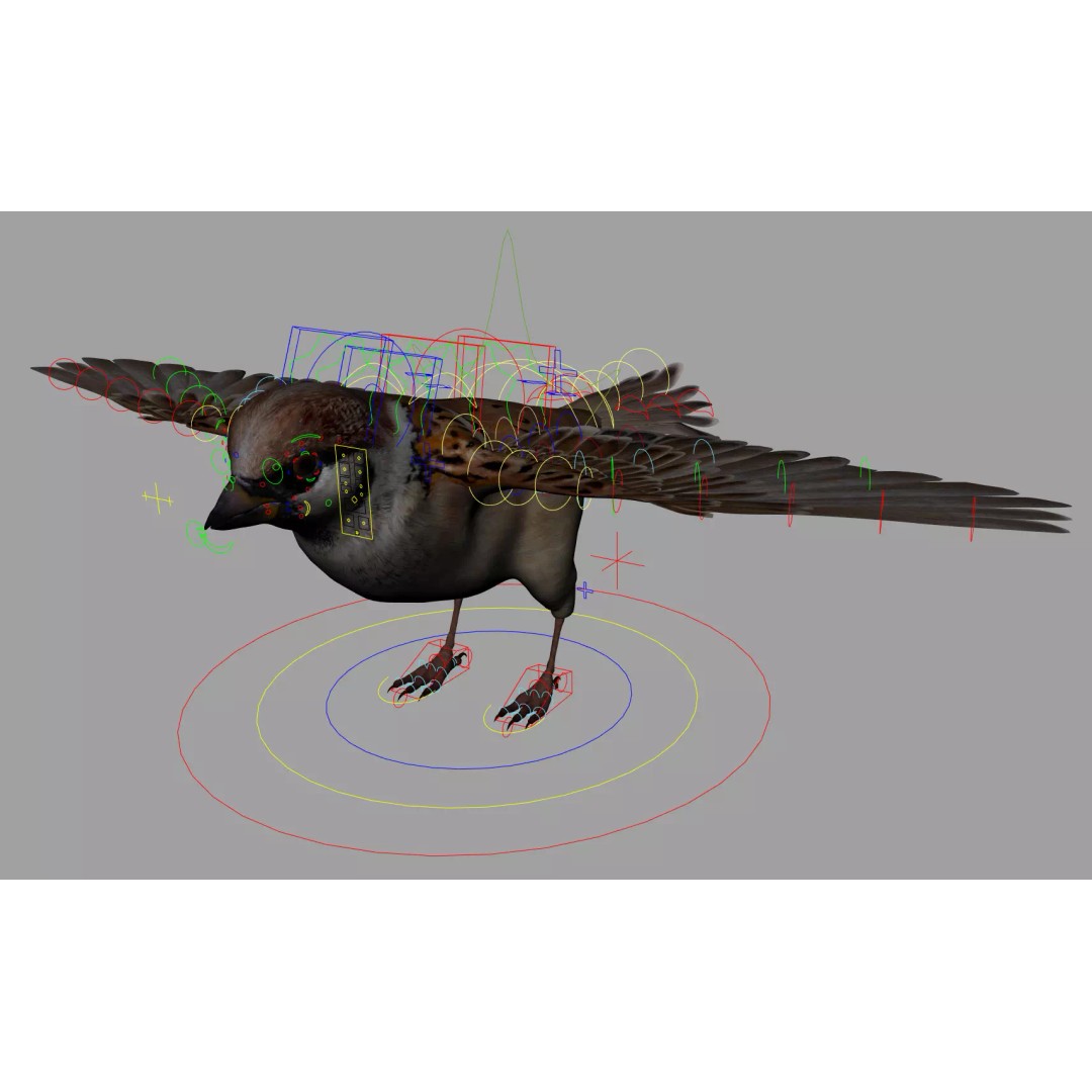 Sparrow Bird 3D Model – Rigged Animal Asset, FBX, OBJ - View 6