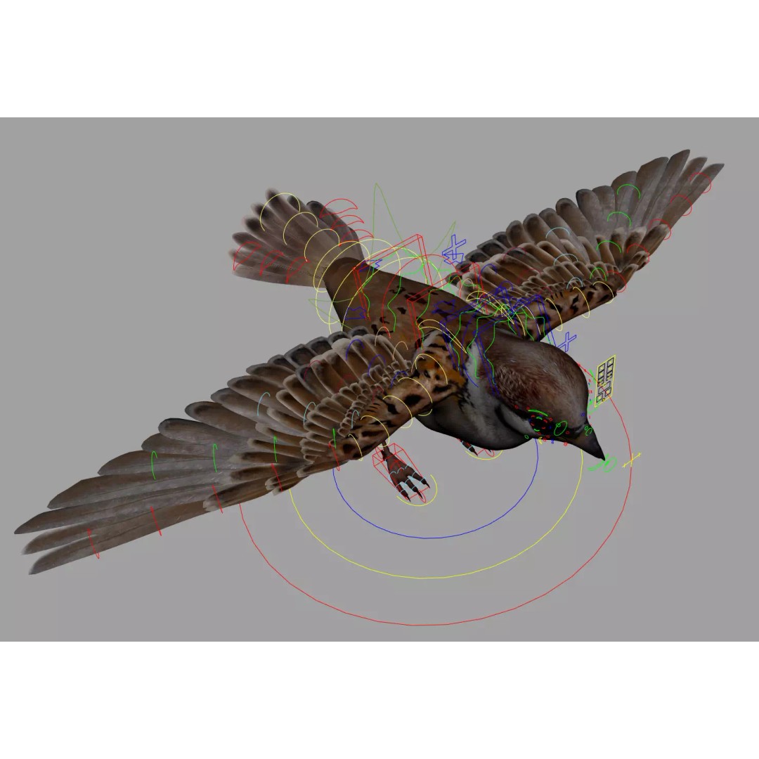 Sparrow Bird 3D Model – Rigged Animal Asset, FBX, OBJ - View 7